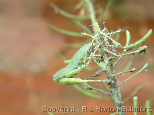 Caterpillar Cabbagewhite+aphids 
